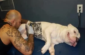 Governo sanciona lei que proíbe tatuagens e piercings em cães e gatos