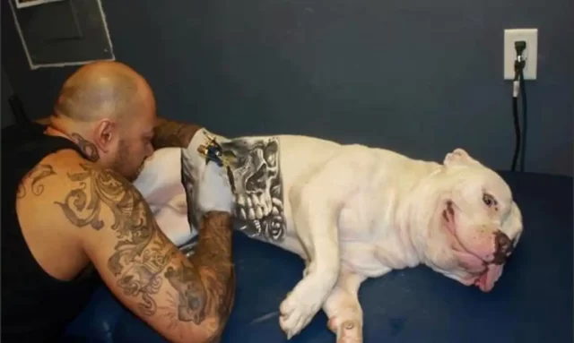 cachorro_tatuado02
