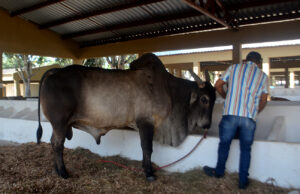 Inscrições de animais para 46ª Expofeira poderão ser feitas de 4 a 29 de agosto