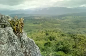 Pesquisador indígena cataloga 150 plantas medicinais de seu território