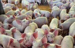 Adab prorroga prazo para atualização cadastral para 15 de setembro