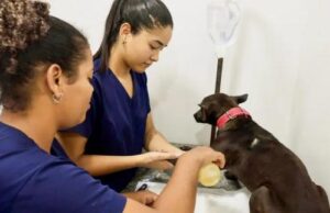 Governo da Bahia lança programa inédito de castração de cães em Gavião e Conceição do Coité