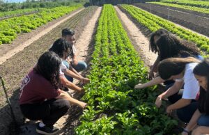 Jovens cientistas desenvolvem pré-treino natural a partir da beterraba