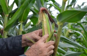 Garantia Safra mais que dobra número de beneficiários e passa a atender cerca de 1.300 agricultores em Feira