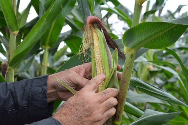 SEAGRI - VISITA A TERRA DURA DESENVOLVIMENTO DO PLANTIO - FOTO SARA SILVA - 05.07 (189) copy(1)